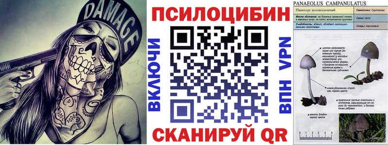 Псилоцибиновые грибы Psilocybe  Сокол 